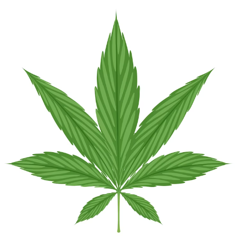 What are the penalties for possession of marijuana oils or edibles in Florida?